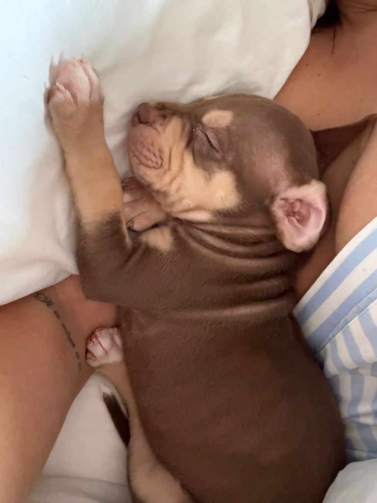 Beautiful little puppy staffy 