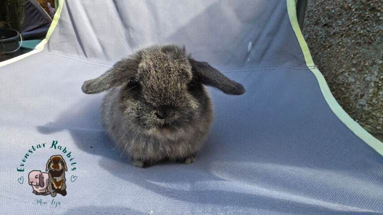 Baby mini lops 