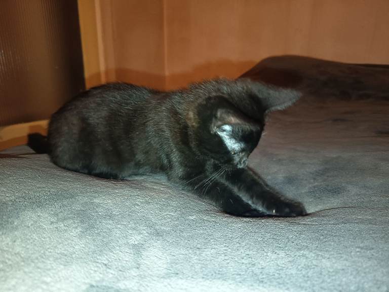 Kittens 