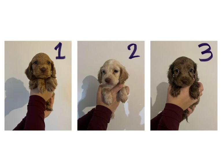 3 Beautiful cocker boys *READY TO LEAVE*