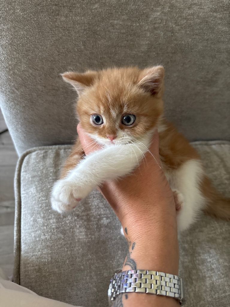 Kittens 