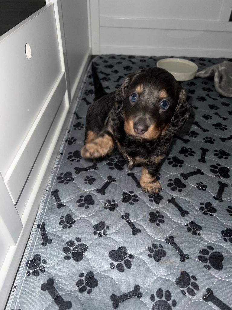Female Miniature Dachshunds 