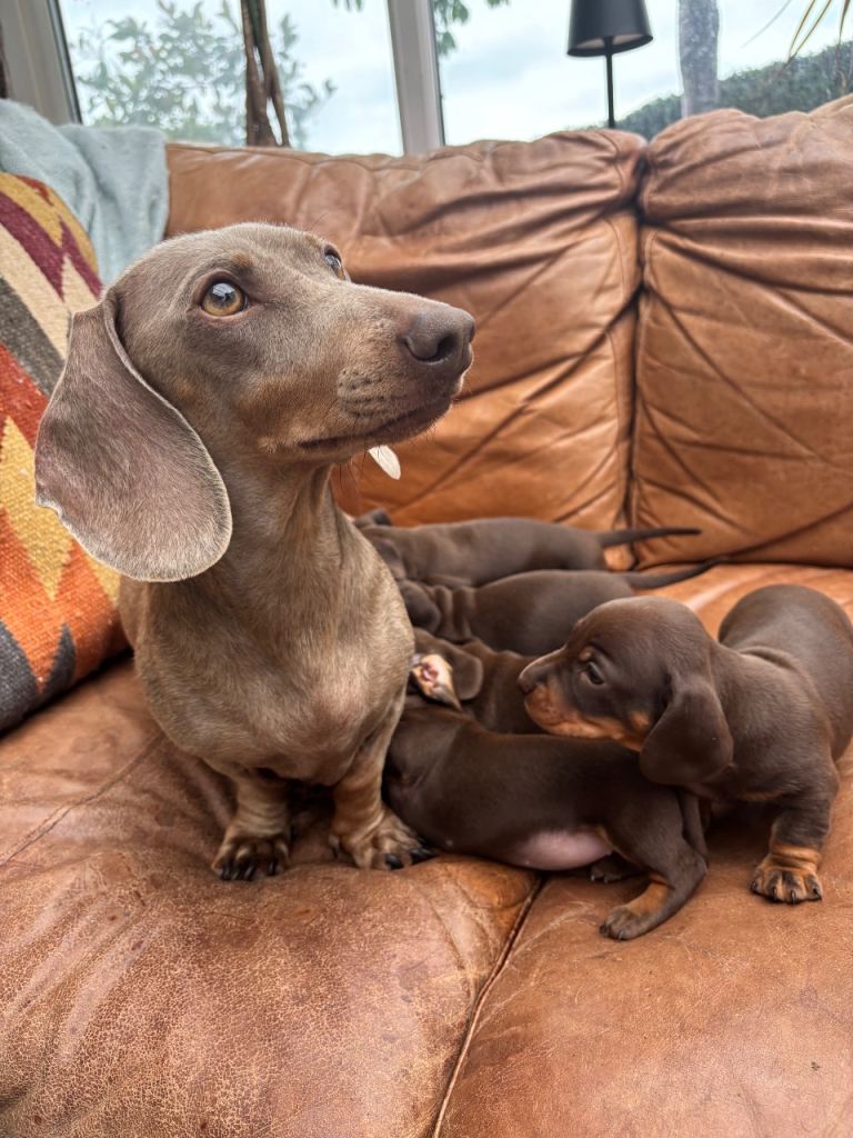 Beautiful kc chocolate and tan puppies 