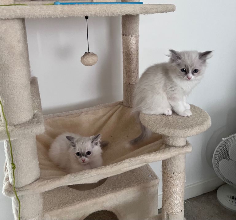 😻 🩵 Rare Blue-Cream Tortie & Blue Bicolor Girls-DNA Clear-Family Raised – Now Taking Reservations!