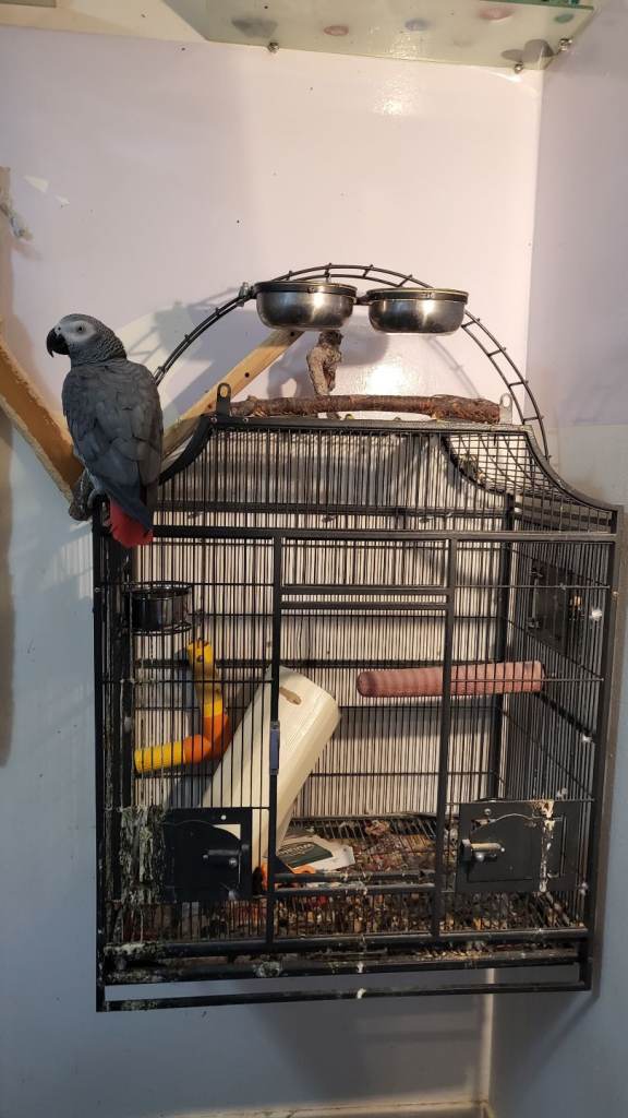 Bird/Parrot cage