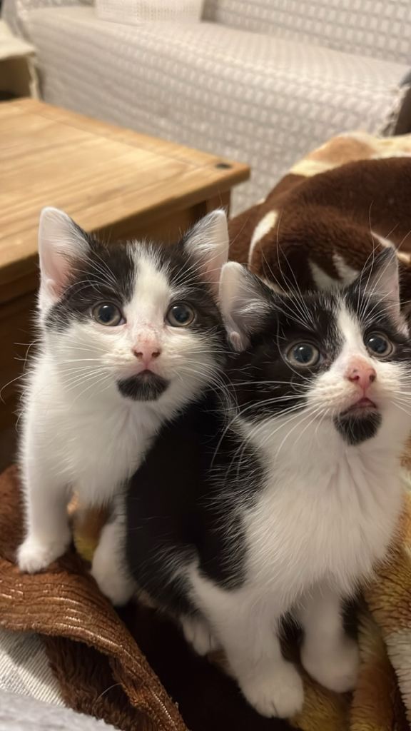 Kittens/cat for sale Bradford 