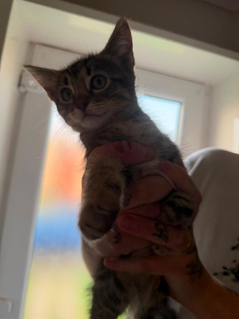 Male Kittens 