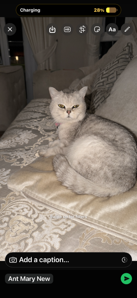 Silver snow British shorthair kittens 