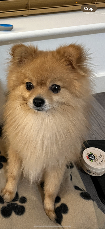 Looking to rehome my 3 year old Pomchi 