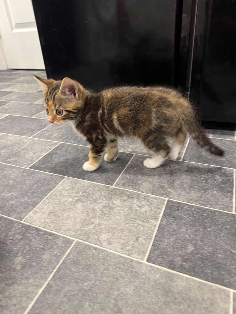 *REDUCED* last male kitten needing his forever home 
