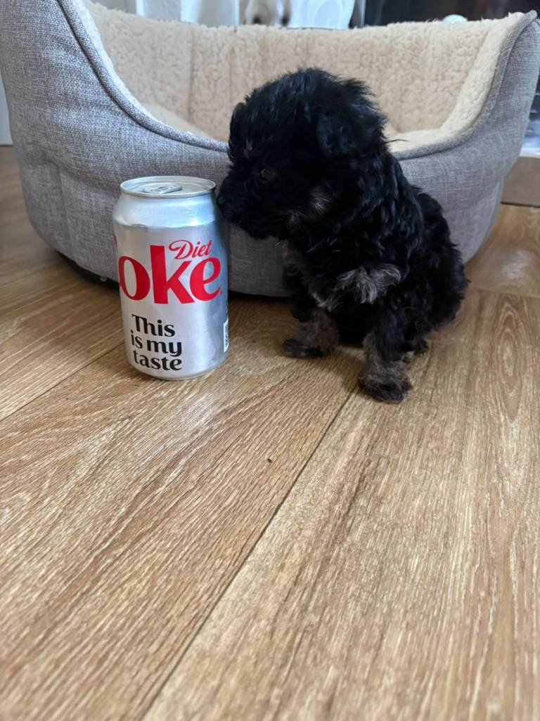 Yorkshire terrier X shih tzu