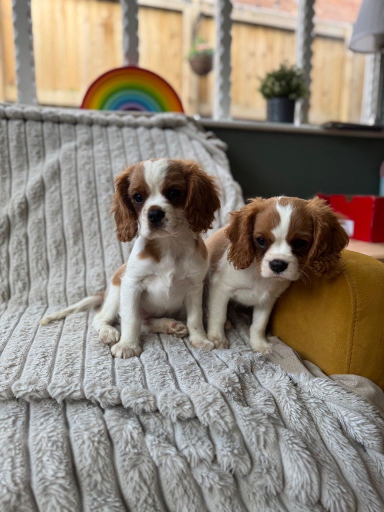 Blenheim cavalier King Charles spaniel boys 