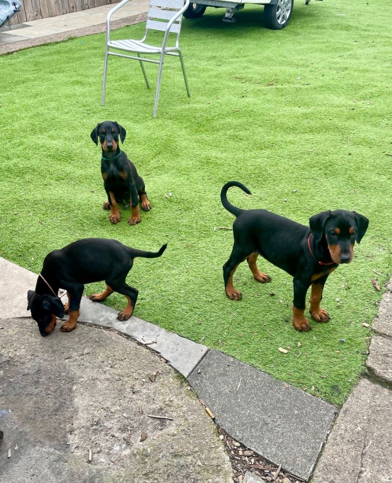 Doberman puppies