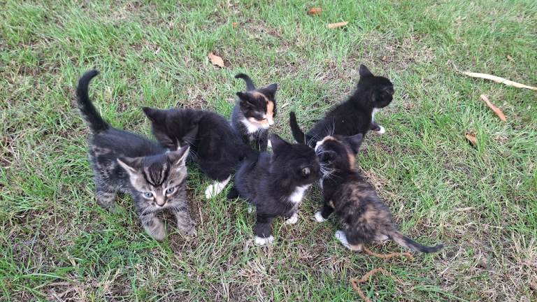 Kittens