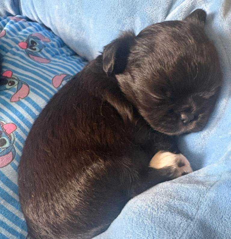  chihuahua s 