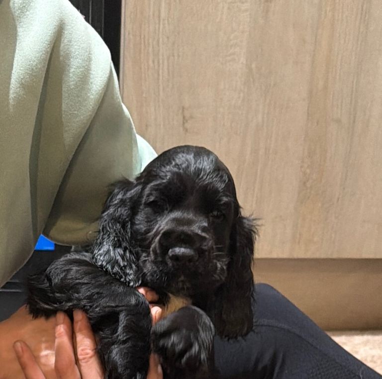 Kc cocker spaniel male puppy