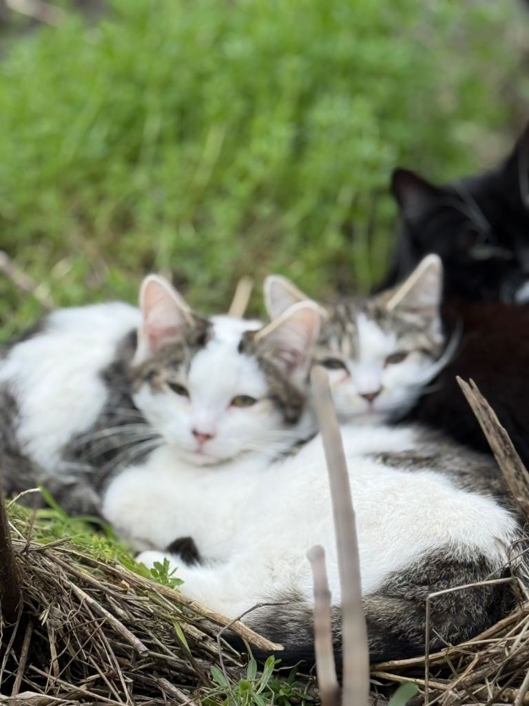 Kittens 2 males 1 female