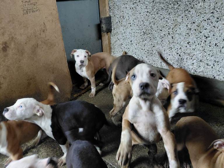 Johnston cross Old English Bulldog pups 