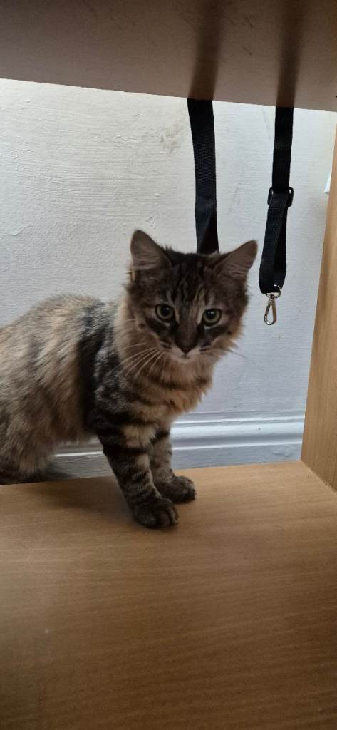 Gorgeous, friendly kitten looking for her new loving home. She's 3½ months old.   