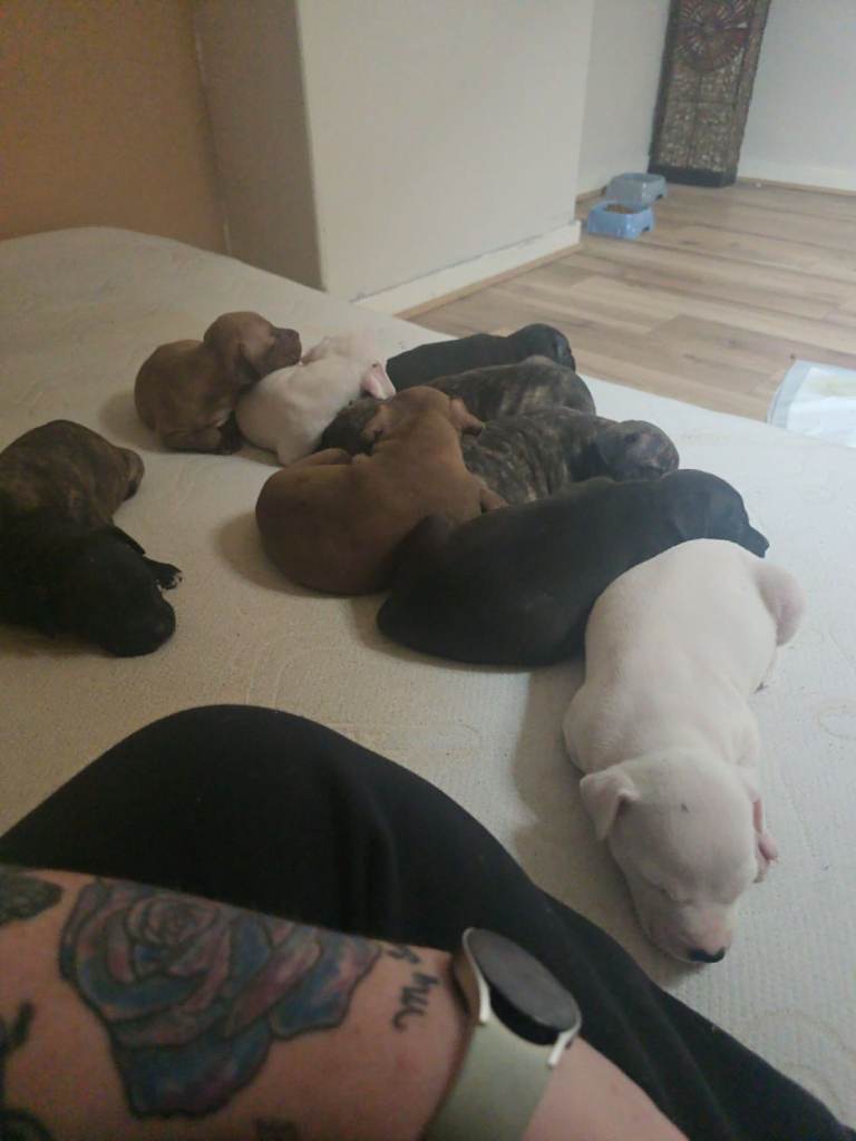 Puppies