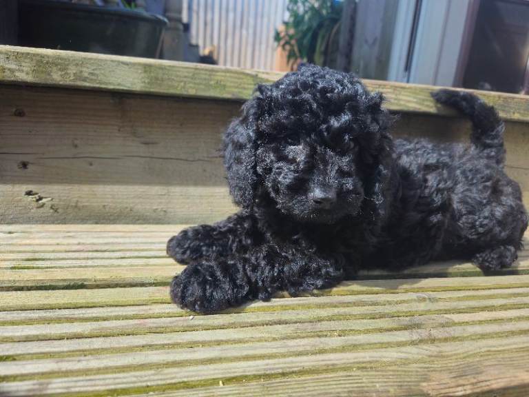 Cockerpoo F2 2x Girls Left