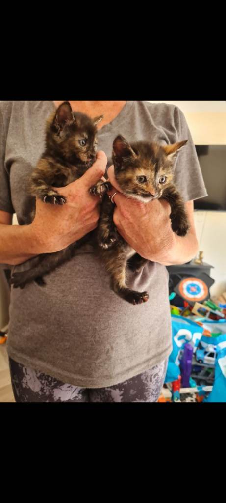 KITTENS FOR SALE 