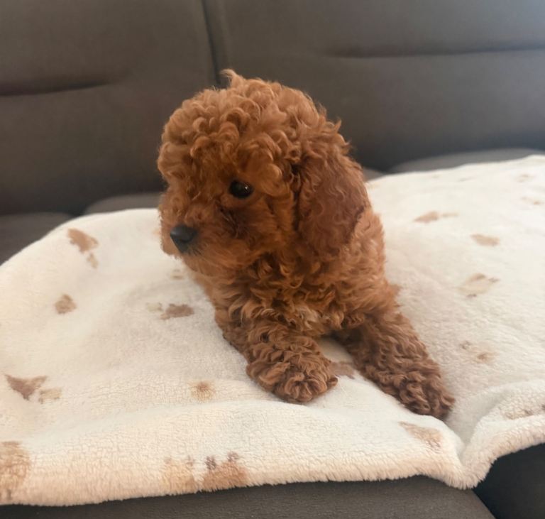 Toy poodle x Asian toy poodle 