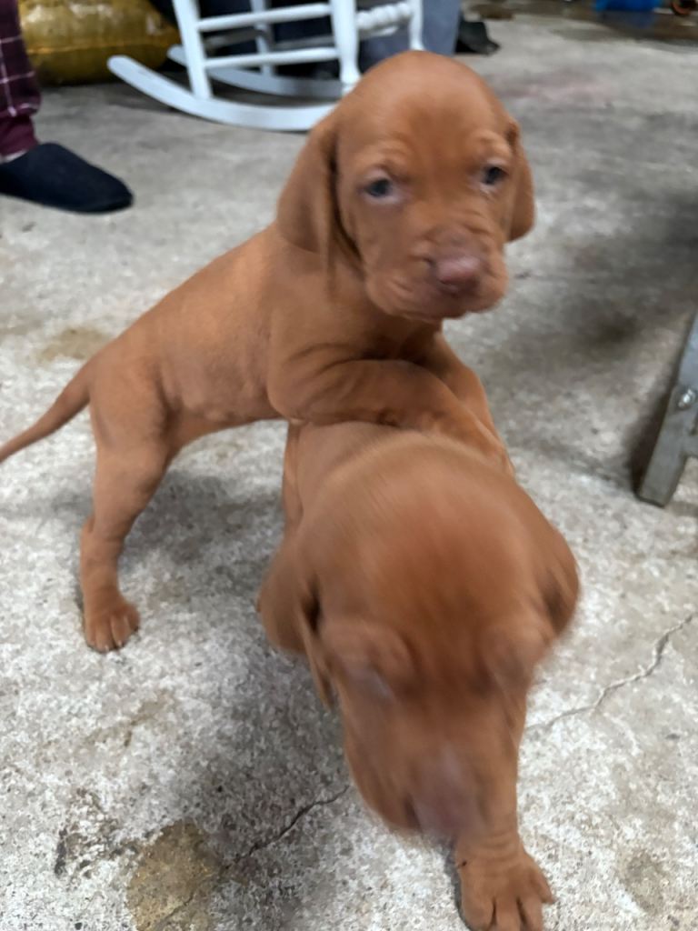 KC Reg Pedigree Vizsla Pups - 2GIRLS REMAINING 