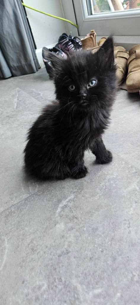 Maine coon 
