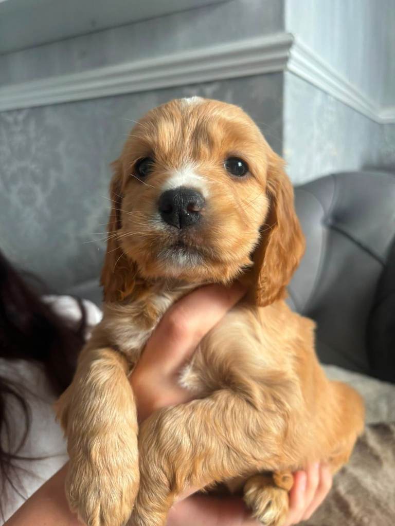 Show cocker