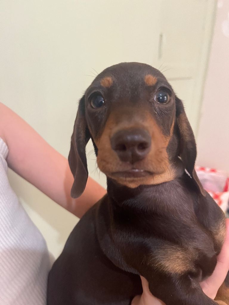 2 beautiful miniature dachshunds
