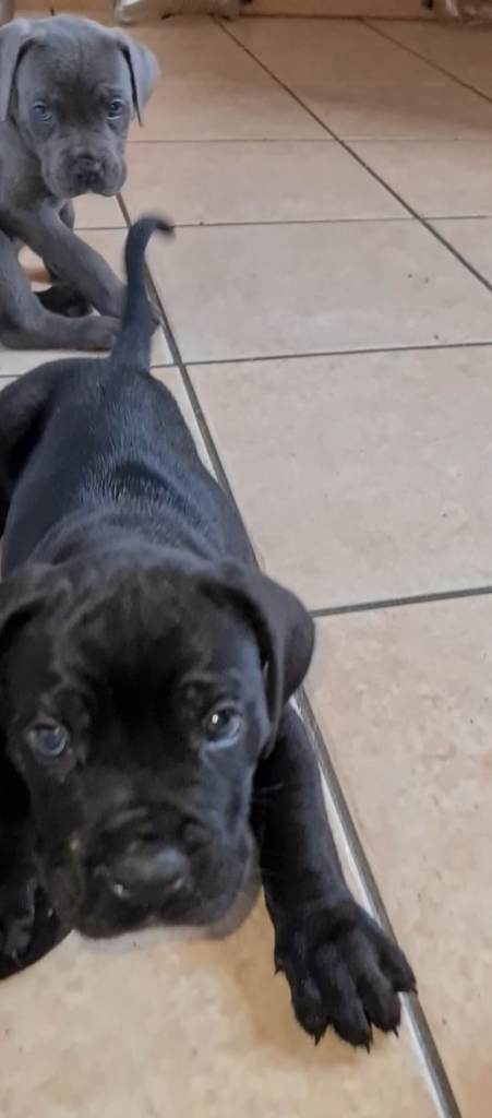 READY TO LEAVE! BIG, CHUNKY Cane Corso puppies! Outstanding bloodline. 