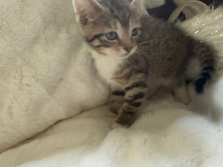 Tabby mixed breed kitten 