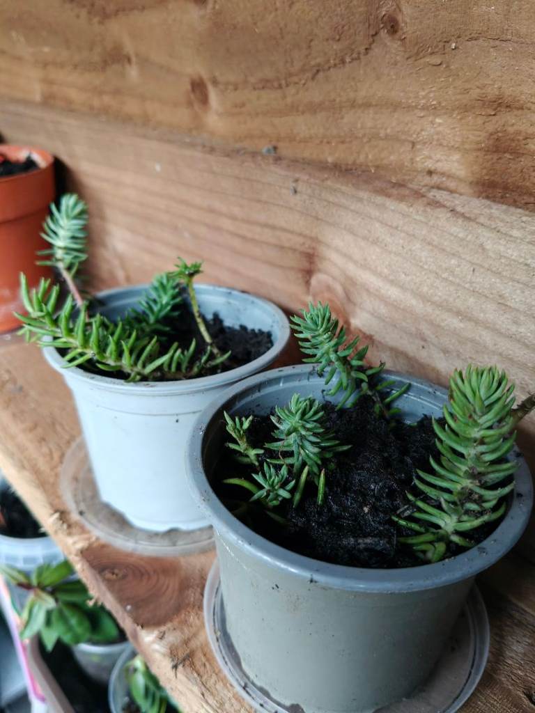 2x Petrosedum rupestre, Prick-Madam, Blue stonecrop hardy perennial outdoor plant