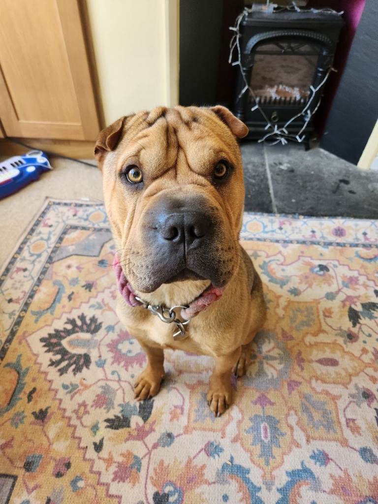 Lovely bullpei boy looking for new home