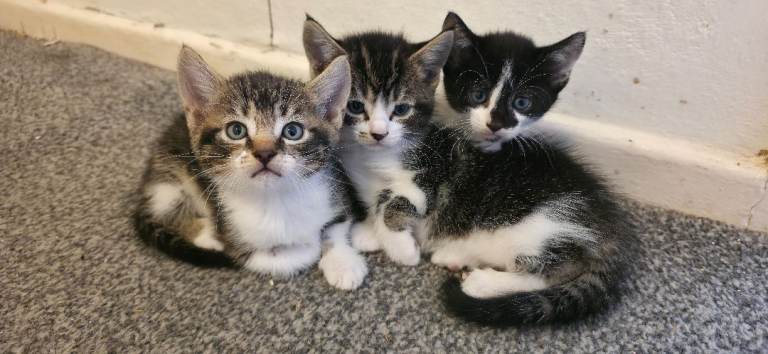Kittens looking new home