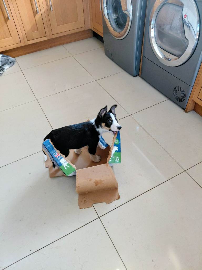 4 Border Collie Male Pups for Sale