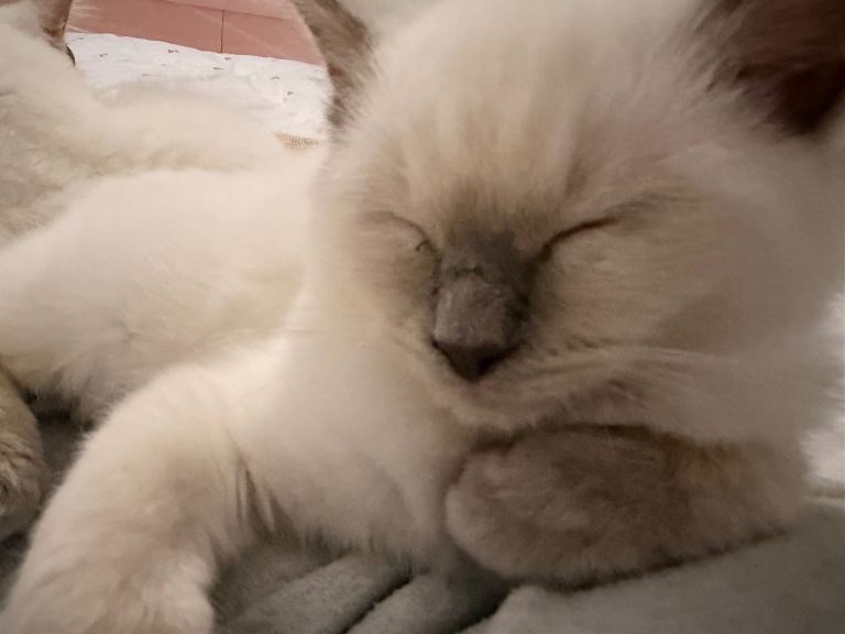 Ragdoll Lilac point GCCF male 