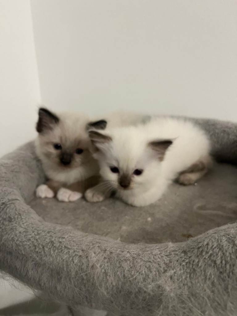 Ragdoll kittens 