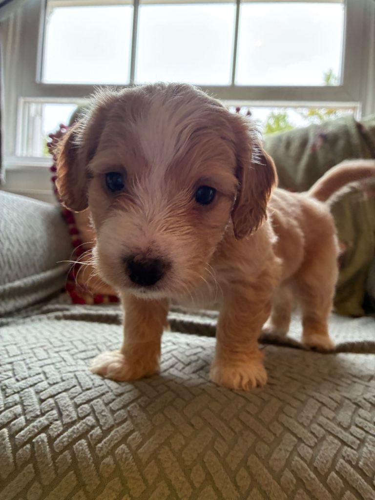 Miniature F1 Cockapoo puppies for sale 