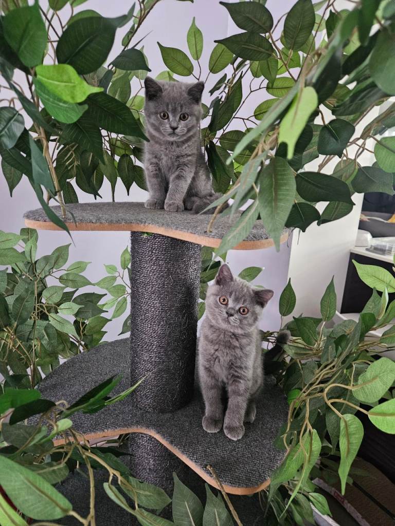 British short hair kitten