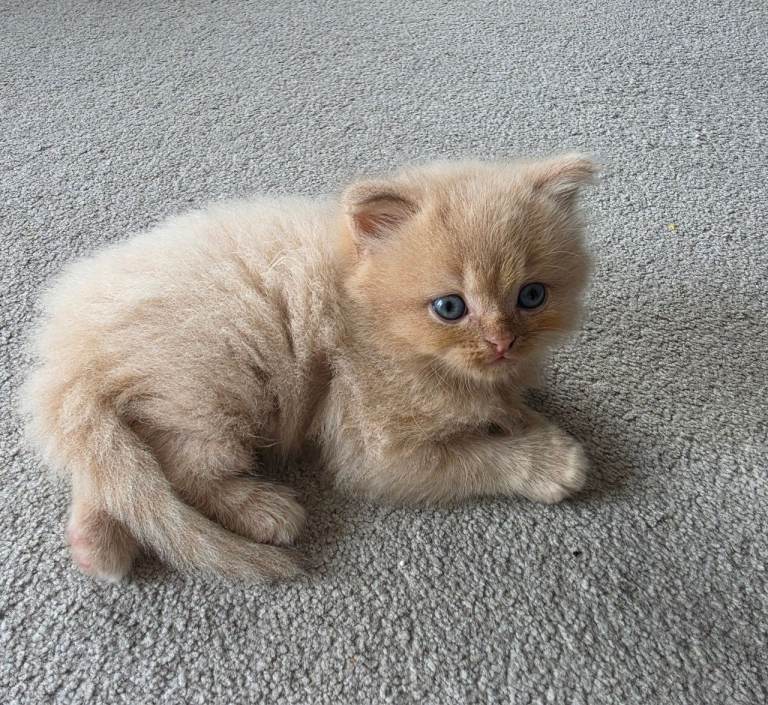 Persian kittens for sale