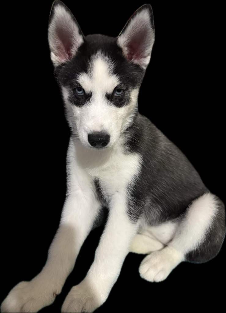 Siberian Husky Puppies 