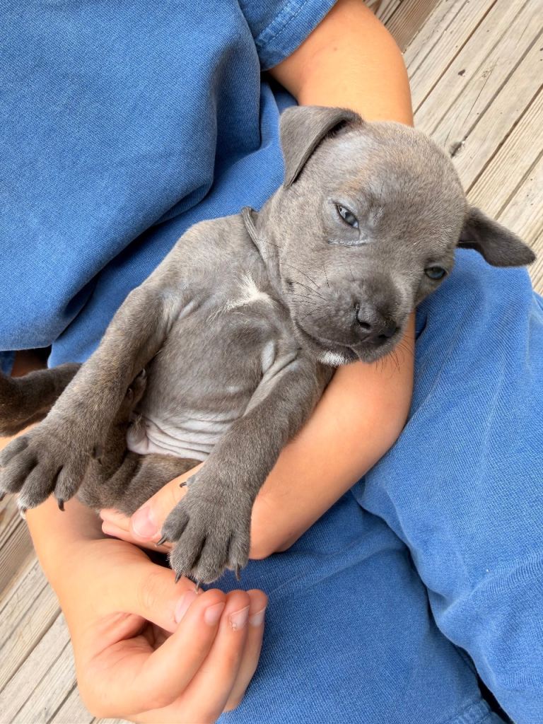 STUNNING BLUE/FAWN & BLUE/WHITE STAFFORDSHIRE BULLTERRIER PUPPIES FOR SALE 🐾