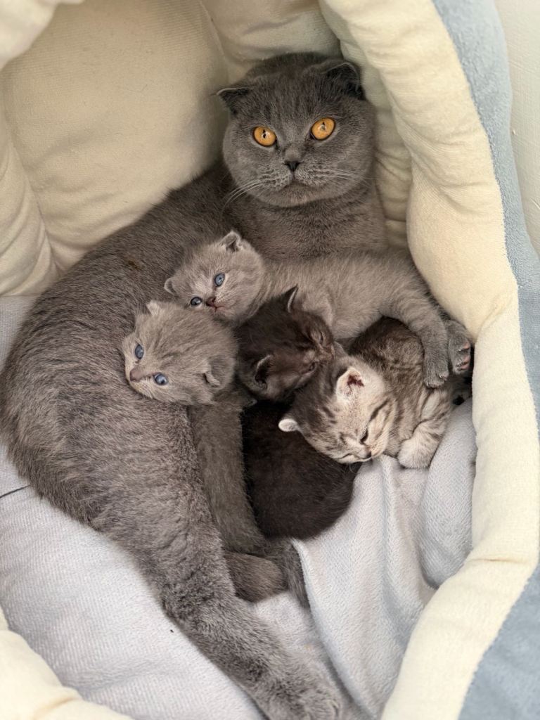 5 adorable kittens for sale 