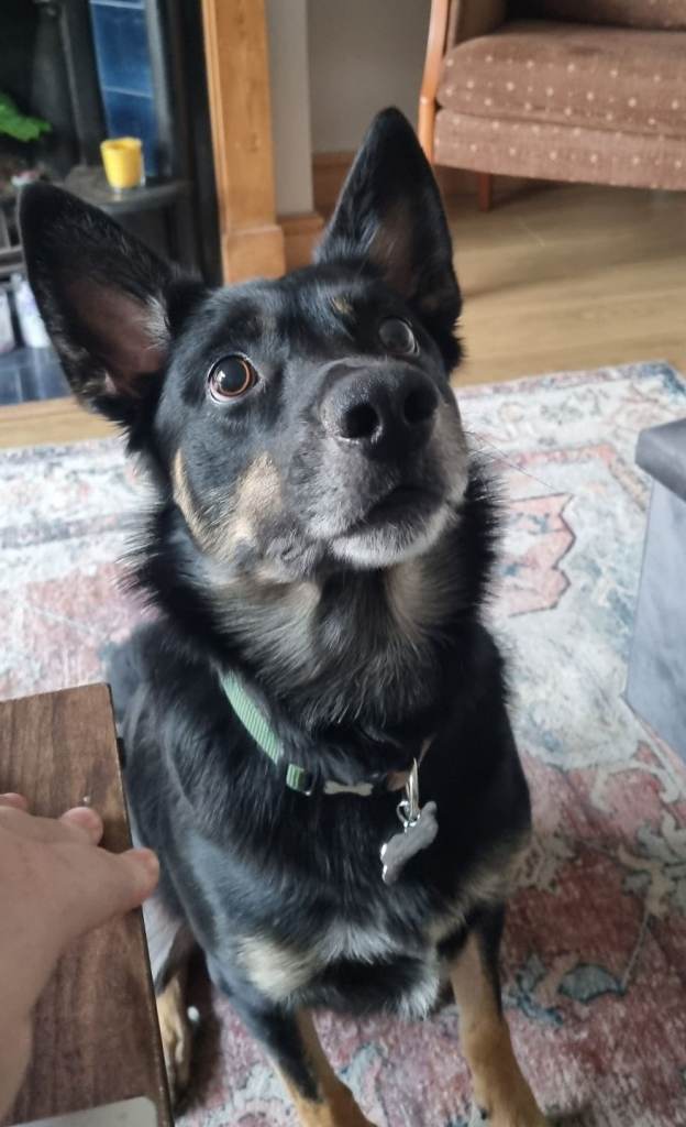 Welsh Sheepdog (Collie)