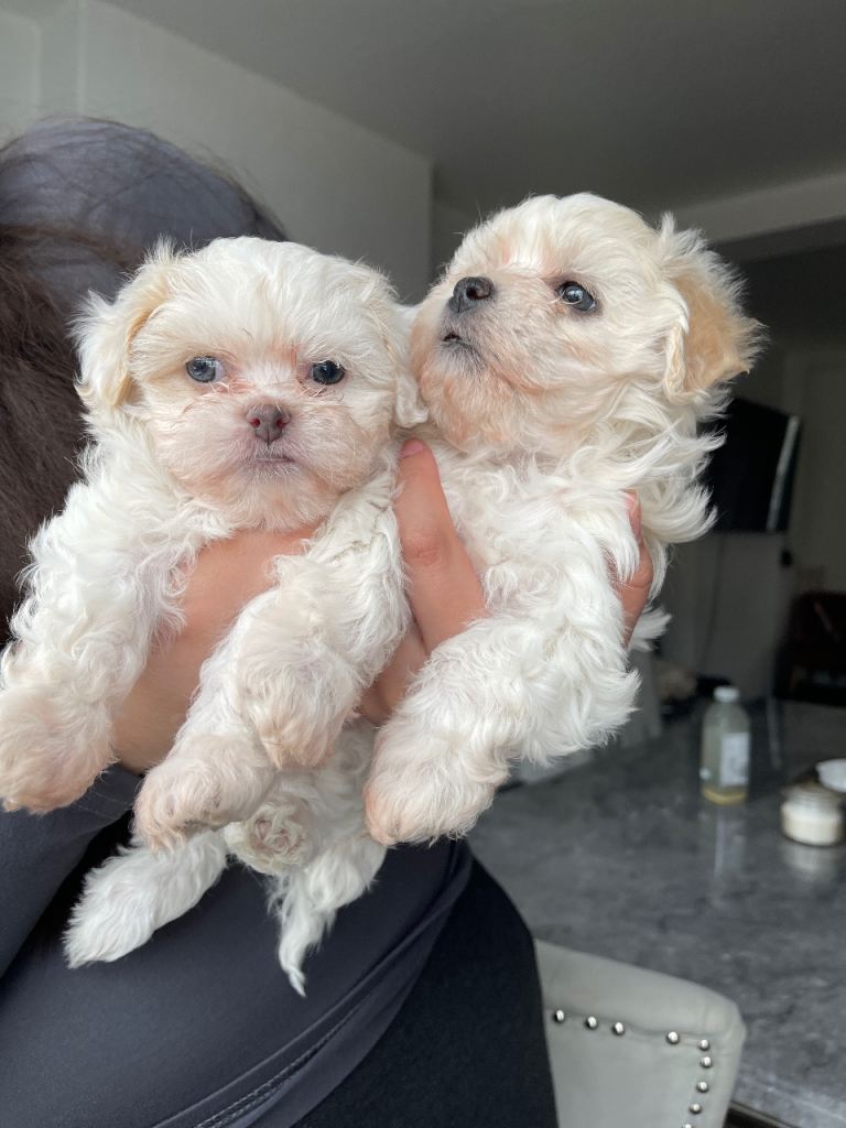 Bichon puppy’s available - 4 girls 2 boys 💙🩷