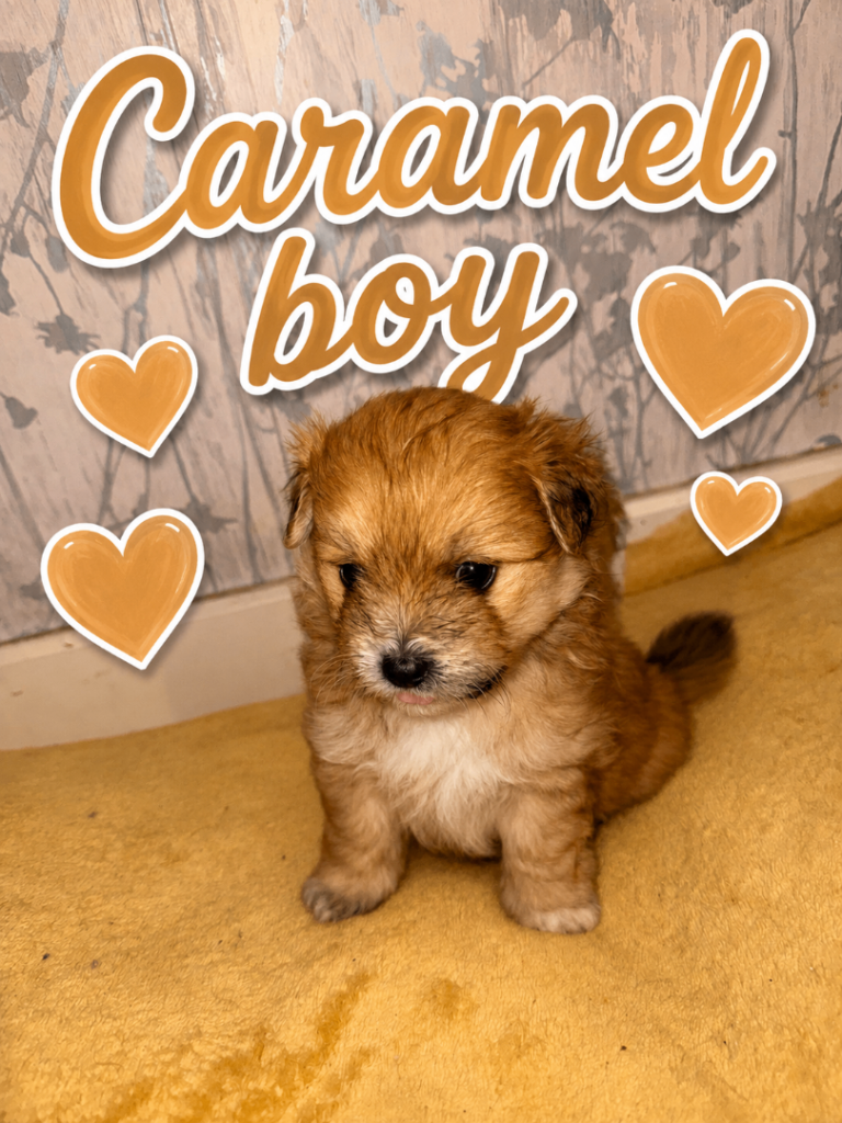 La Pom puppies. 