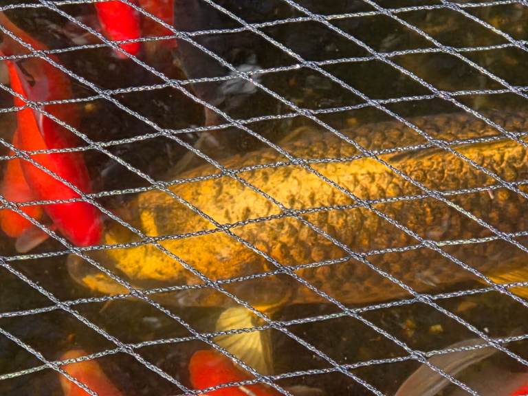 Pond fish plus Koi carp