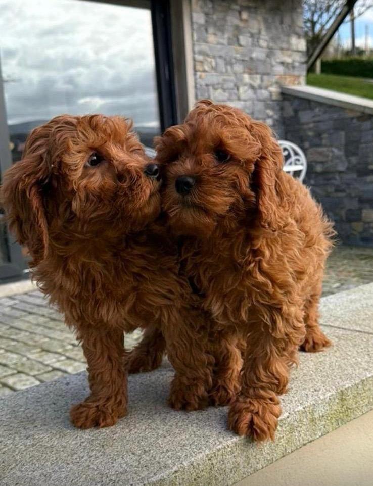 Fox Red cavapoo pups 